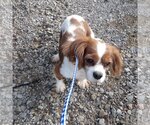Small Photo #1 Cavalier King Charles Spaniel Puppy For Sale in Bonifay, MO, USA
