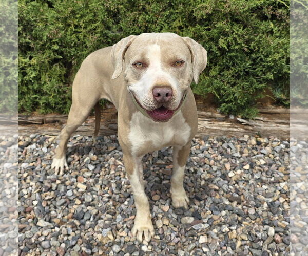 Medium Photo #2 American Staffordshire Terrier-Unknown Mix Puppy For Sale in Albuquerque, NM, USA