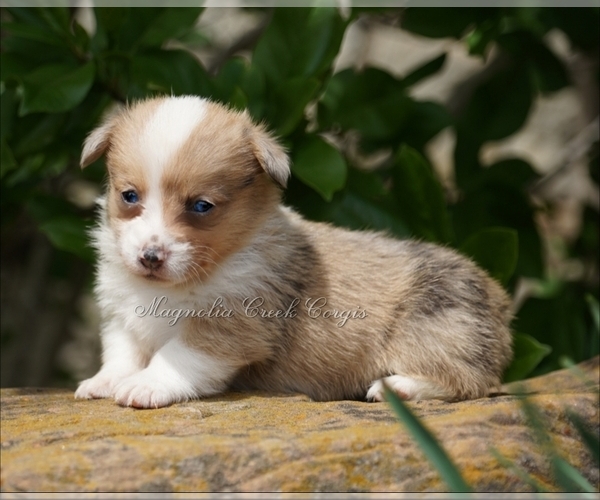 Medium Photo #13 Pembroke Welsh Corgi Puppy For Sale in LUTHER, OK, USA