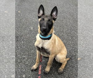 Mutt Dogs for adoption in Rochester, NY, USA