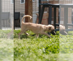 Dachshund-Unknown Mix Dogs for adoption in Virginia Beach, VA, USA
