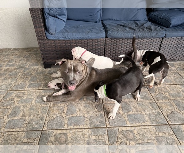 Medium Photo #1 --American Pit Bull Terrier Mix Puppy For Sale in PALM BAY, FL, USA
