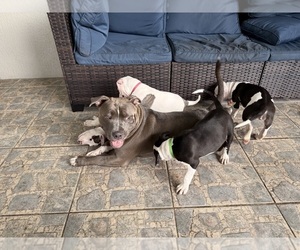 --American Pit Bull Terrier Mix Puppy for sale in PALM BAY, FL, USA
