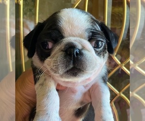 Pug Puppy for sale in CLIO, MI, USA