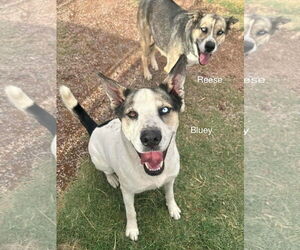 Bluey - Male Siberian Husky-Unknown Mix Dog for Adoption - Photo #5