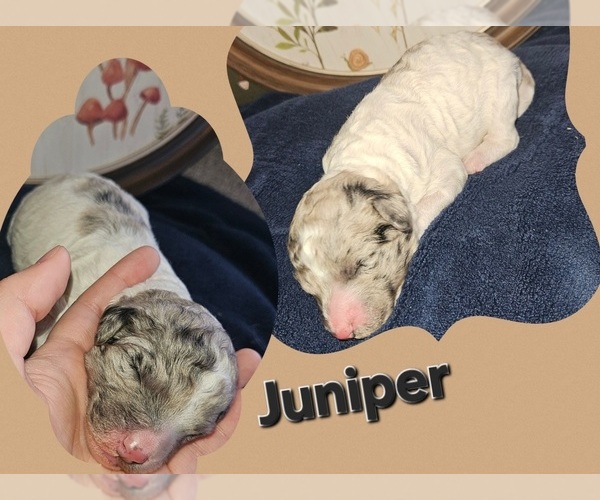 Medium Photo #1 Poodle (Standard) Puppy For Sale in HAVANA, IL, USA