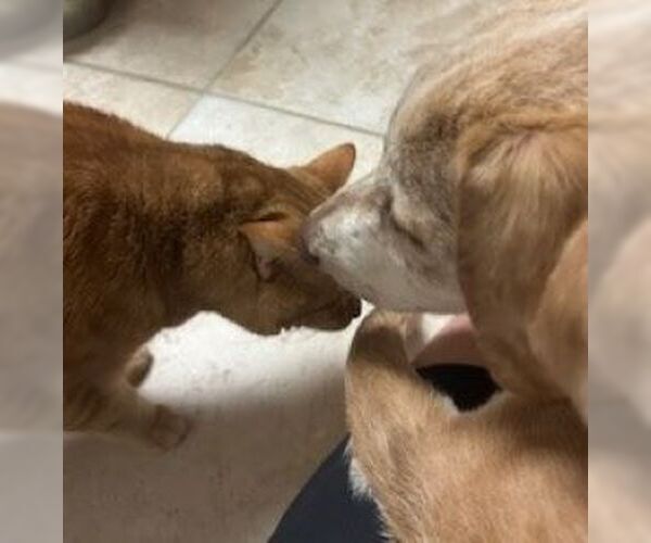 Medium Photo #5 Catahoula Leopard Dog-Labrador Retriever Mix Puppy For Sale in Mt. Laurel, NJ, USA