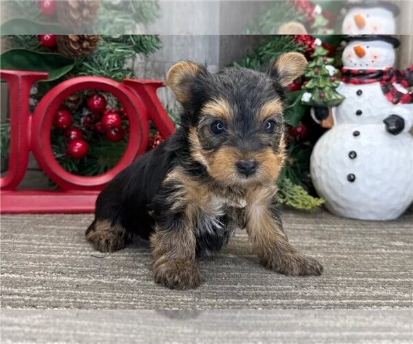 Medium Photo #1 Yorkshire Terrier Puppy For Sale in STATEN ISLAND, NY, USA