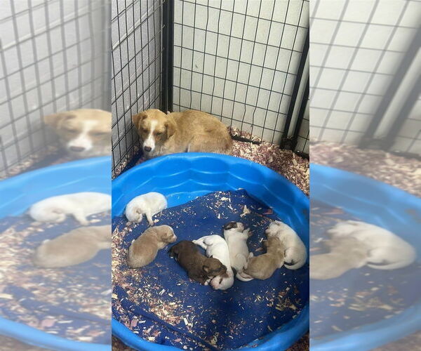 Medium Photo #3 Mutt Puppy For Sale in Aurora, IN, USA
