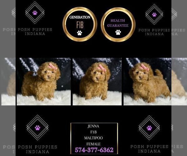 Medium Photo #6 Maltipoo Puppy For Sale in WARSAW, IN, USA