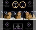 Small #5 Maltipoo