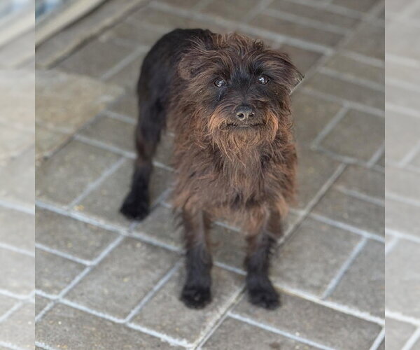 Medium Photo #1 Mutt Puppy For Sale in Yardley, PA, USA