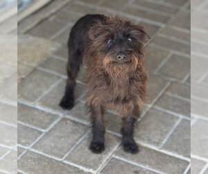 Mutt Dogs for adoption in Yardley, PA, USA