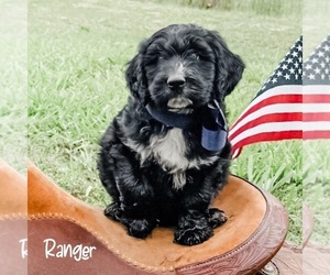 Aussiedoodle Puppy for sale in WHITAKERS, NC, USA