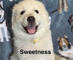 Puppy Sweetness Great Pyrenees
