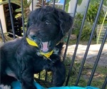 Small Photo #11 Golden Mountain Doodle  Puppy For Sale in AUBURNDALE, FL, USA