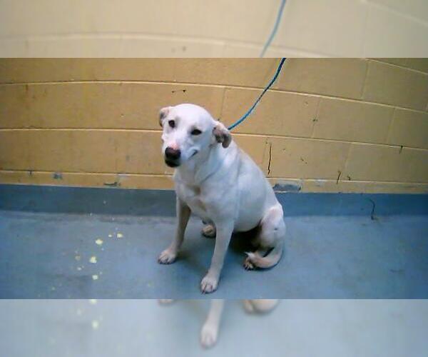 Medium Photo #1 Mutt Puppy For Sale in Tulsa, OK, USA