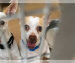 Small #1 Chihuahua