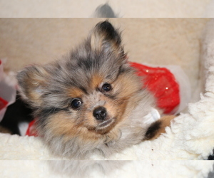 Pomeranian Puppy for sale in PANORAMA CITY, CA, USA