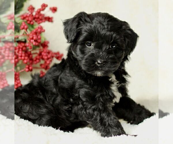 Medium Photo #4 Havapoo Puppy For Sale in LEOLA, PA, USA