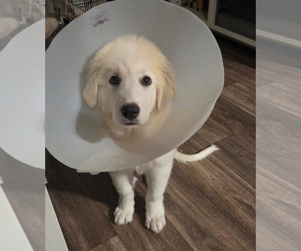 Medium Photo #2 Great Pyrenees Puppy For Sale in Dallas, TX, USA