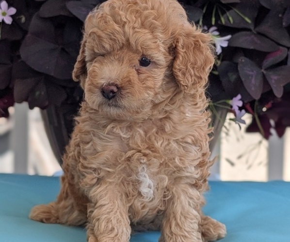 Medium Photo #10 Poodle (Toy) Puppy For Sale in GOSHEN, IN, USA