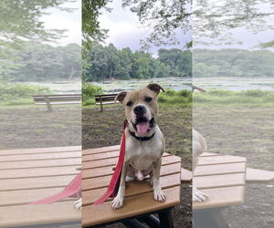 American Pit Bull Terrier-Unknown Mix Dogs for adoption in Spring Lake, NJ, USA