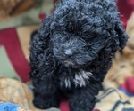 Puppy Ace Poodle (Toy)