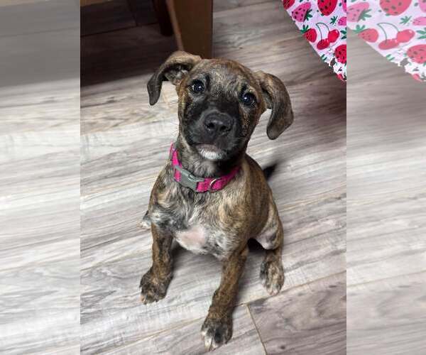 Medium Photo #5 Mutt Puppy For Sale in Greenville, SC, USA