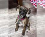 Small Photo #5 Mutt Puppy For Sale in Greenville, SC, USA