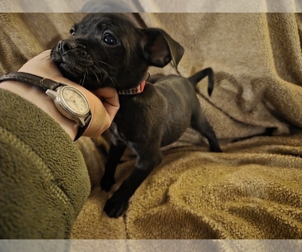 Medium Photo #7 Muggin Puppy For Sale in HILLSDALE, MI, USA