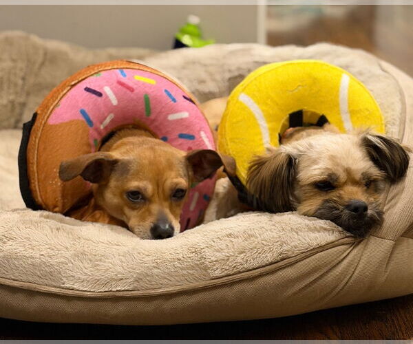 Medium Photo #6 Shiranian Puppy For Sale in Oakhurst, NJ, USA