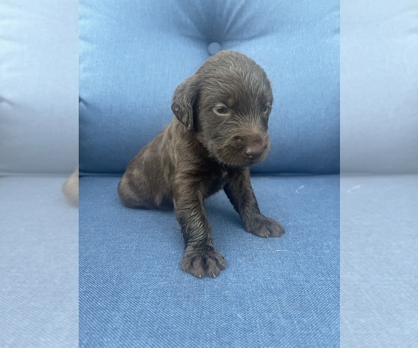 Medium Photo #4 Labradoodle Puppy For Sale in GEORGETOWN, SC, USA