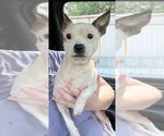 Small Chihuahua Mix