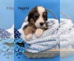Puppy Hagrid Bernedoodle