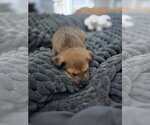 Small #2 Labrador Retriever Mix