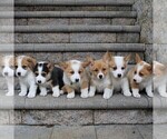 Small Photo #2 Pembroke Welsh Corgi Puppy For Sale in PARADISE, PA, USA
