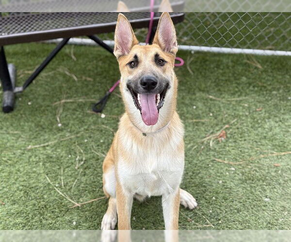 Medium Photo #2 German Shepherd Dog-Unknown Mix Puppy For Sale in Downey, CA, USA