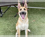 Small #1 German Shepherd Dog Mix