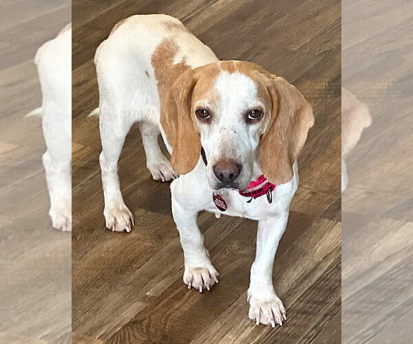 Medium Photo #7 Beagle Puppy For Sale in Dunnellon, FL, USA