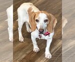 Small #6 Beagle