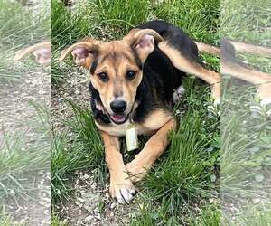 Mutt Dogs for adoption in Mount Laurel, NJ, USA