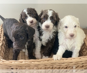 Medium Poodle (Standard)-Sheepadoodle Mix