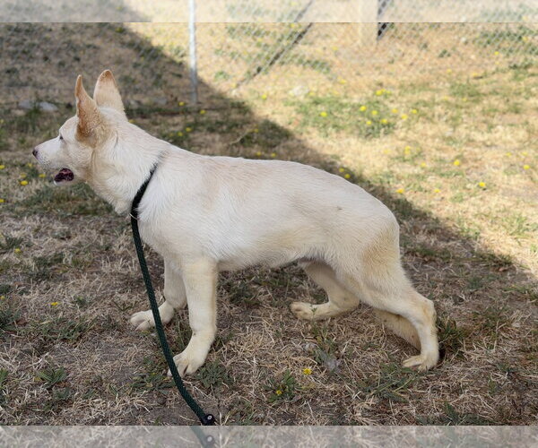 Medium Photo #2 - Mix Puppy For Sale in Phoenix, AZ, USA