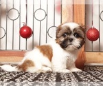 Small #1 Shih Tzu