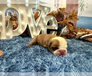 English Bulldog Puppy for sale in OOLOGAH, OK, USA