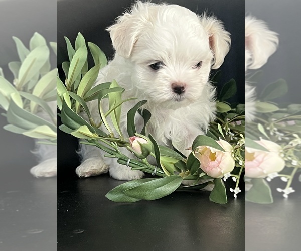Medium Photo #1 Maltese Puppy For Sale in NILES, MI, USA