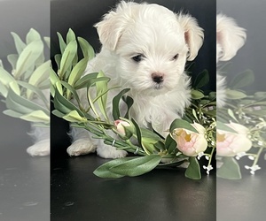 Maltese Puppy for sale in NILES, MI, USA