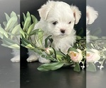 Image preview for Ad Listing. Nickname: AKC Sugar