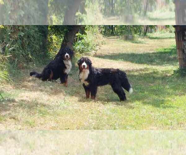 Medium Photo #6 Bernese Mountain Dog Puppy For Sale in Hatvan, Heves, Hungary